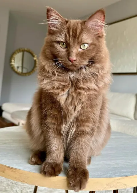 Norman sitting tall on a round marble table in a bright living room.
