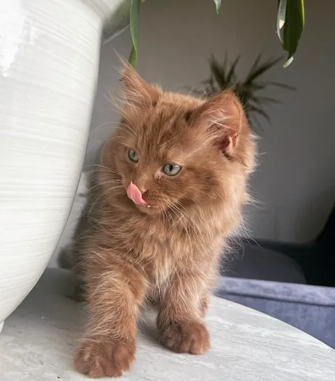 Kitten Norman walking past a white pot with the tip of his pink tongue showing.