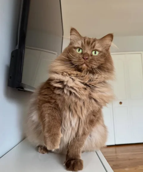 Norman sitting on a white counter beside a wall-mounted screen, eyes wide open.