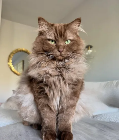 Norman upright on a bed with the white sibling half hidden behind his fluffy coat.