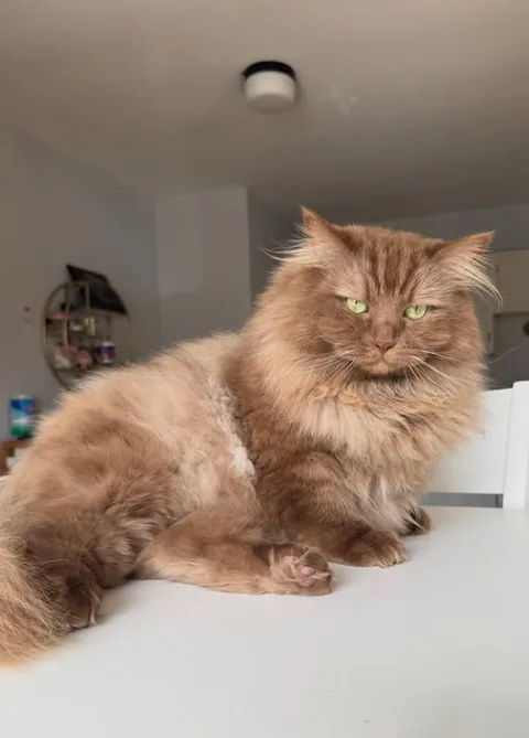 Norman lying stretched out on a white table, tail curled, still watching the room.