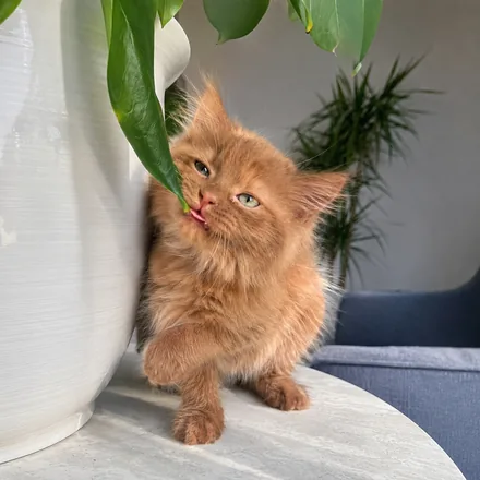 Baby Norman licking a green houseplant leaf beside a white ceramic pot.
