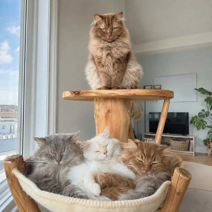 Chapter four: Norman perched on the top platform of a wooden cat tree while his gray brother, white youngest sibling, and cinnamon companion doze together in the hammock below.
